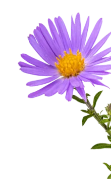 Blue Chamomile Extract