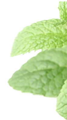 American Peppermint Oil